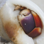Closeup Hermit Crab